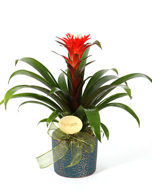 Guzmania