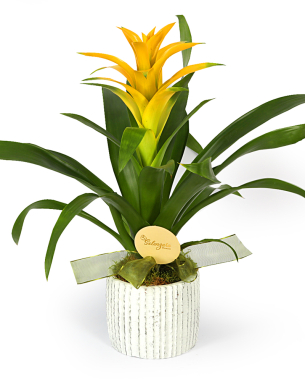 Yellow Guzmania