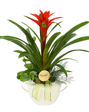 Big Guzmania 