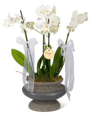 Premium Orkide 
