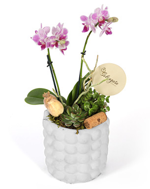 Butterfly Midi Orkide