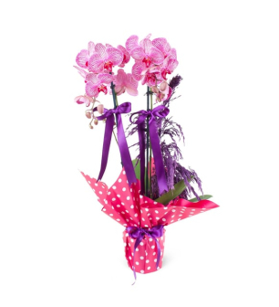 Kırçıllı Fuşya Orkide Aranjmanı İki Dal